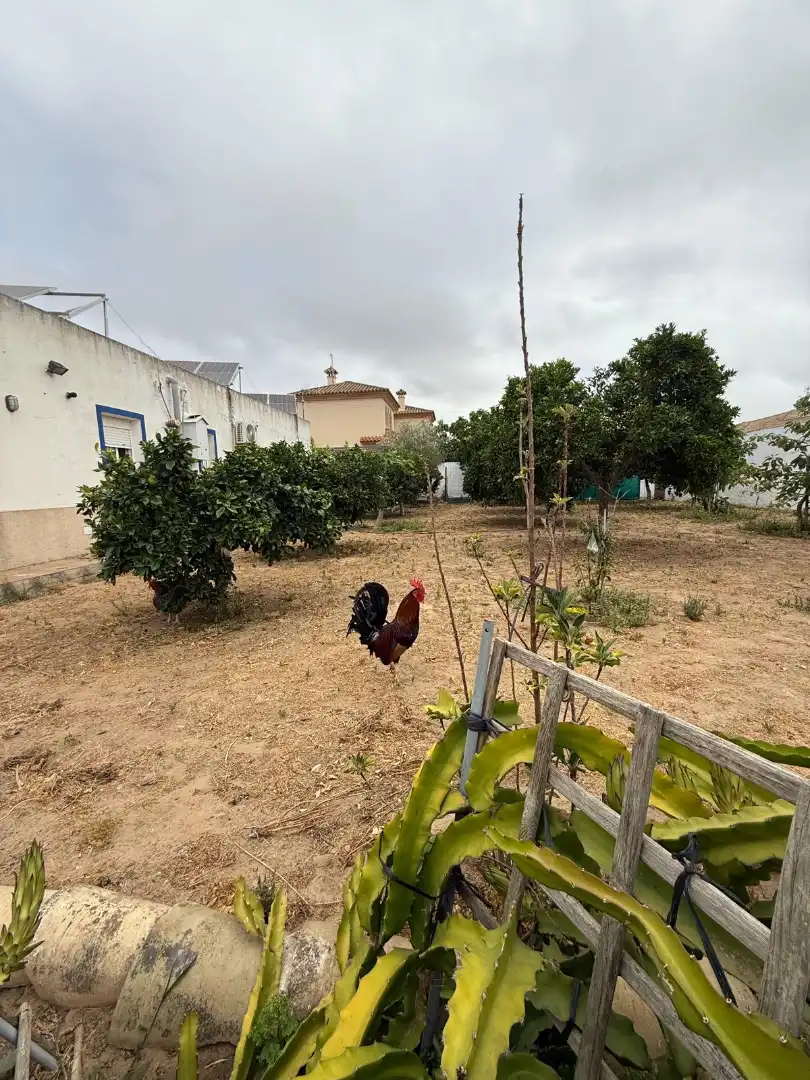 Casa o xalet en venda a Cuatro Pinos - El Carmen