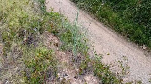 Foto 4 de Finca rústica en venda a Corbera d'Ebre, Tarragona