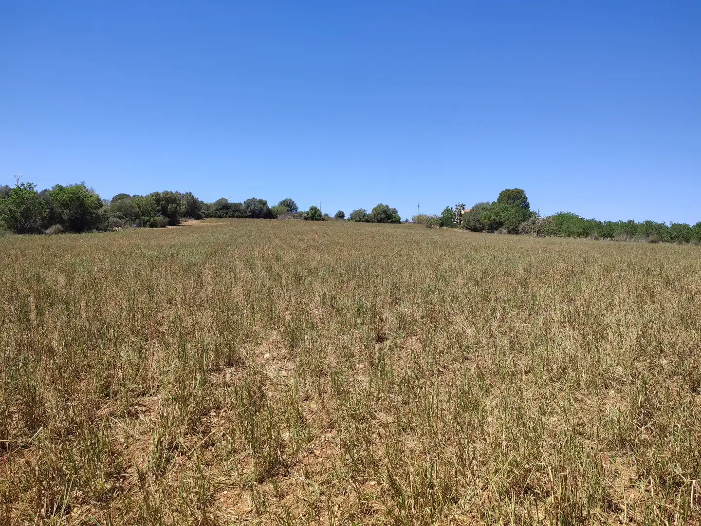 Rural land for sale in Vilafranca de Bonany, imagen 8
