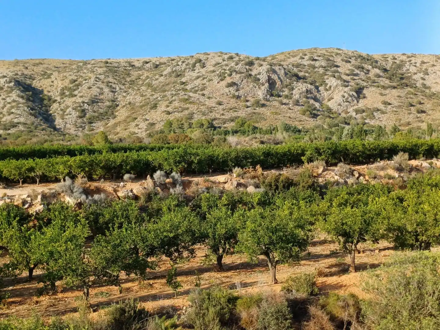 Rural land for sale in PARTIDA SERRA PERENCHISA, imagen 8