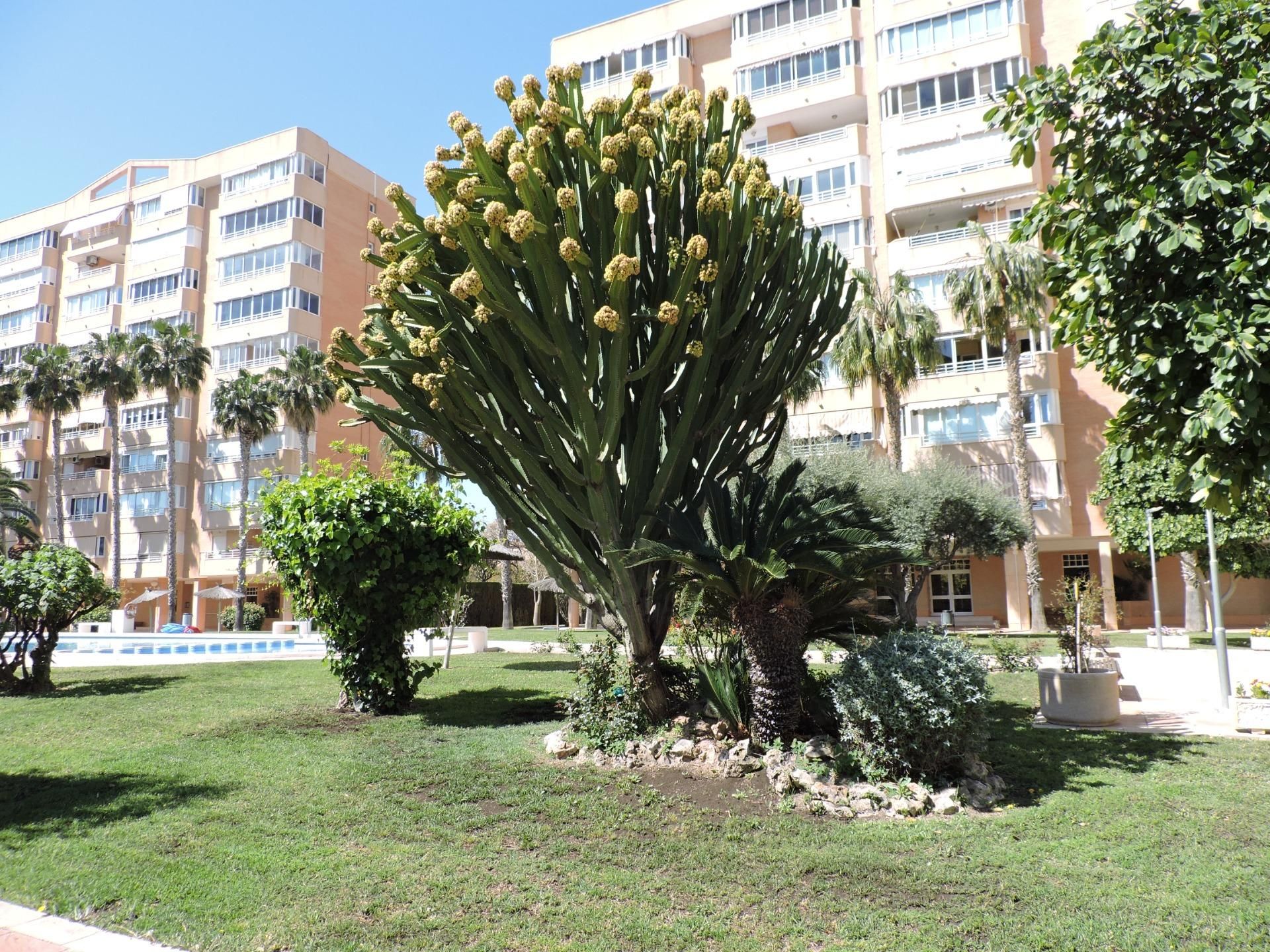 Garden of Apartment for sale in Alicante / Alacant  with Heating, Private garden and Terrace