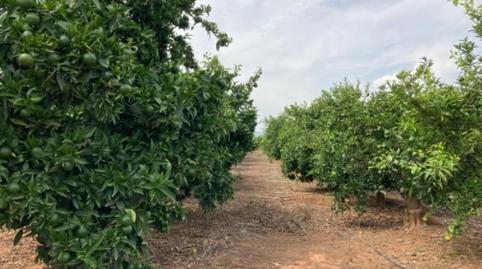 Foto 4 de Terreny en venda a Cami Onda - Poligono 7, Nules, Castellón