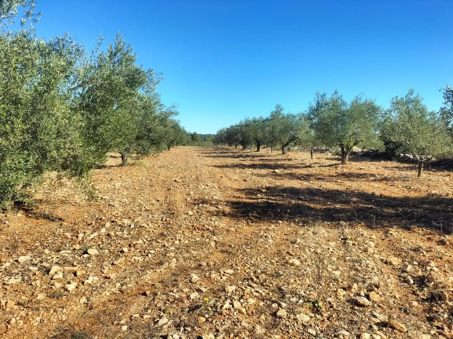 Terreno rustico in vendita a Polígono 7 Parcela 82 LOMA FERRER. NAVARRES (VALE 7, imagen 3
