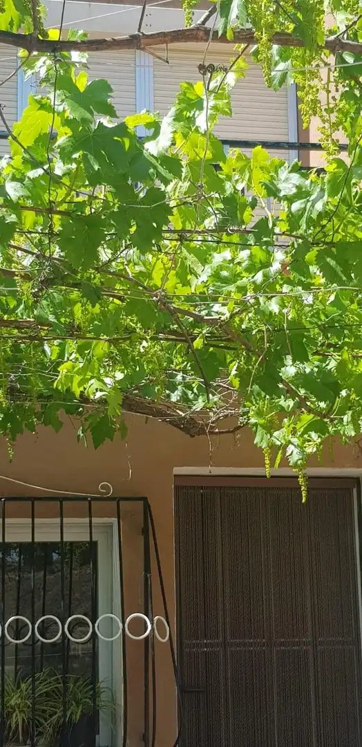 Jardín de Casa o chalet en venta en Alcóntar con Jardín privado, Terraza y Trastero