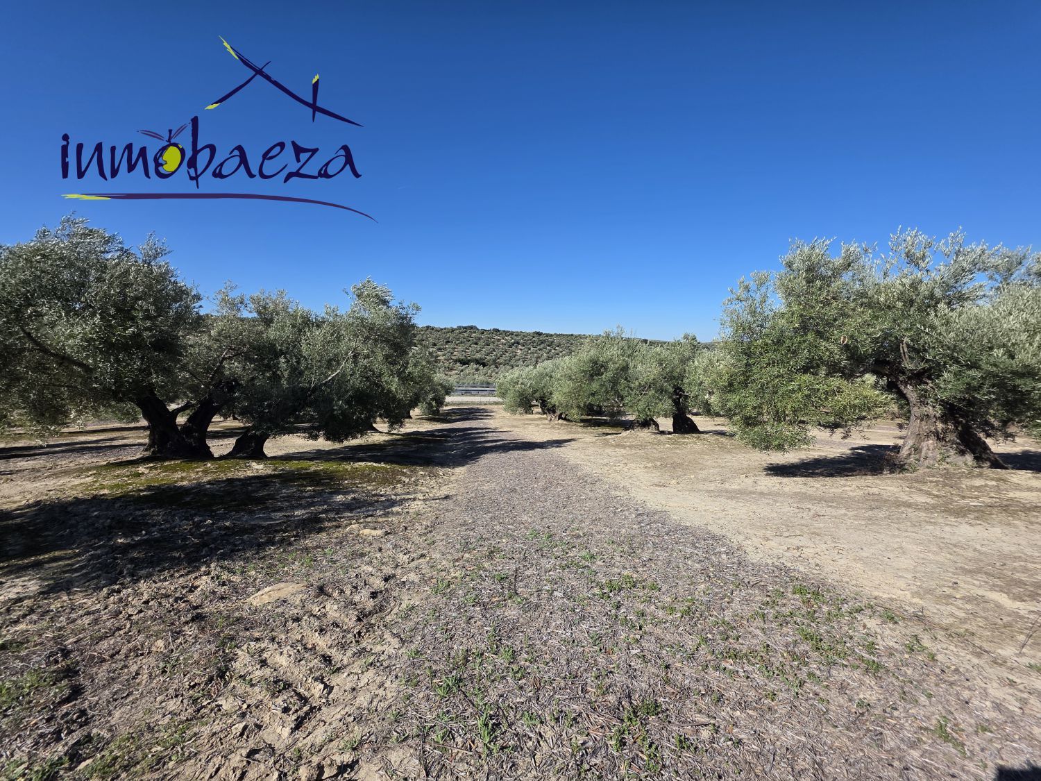 Finca rústica en venda en Baeza