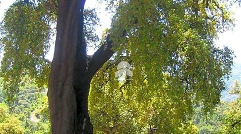 Foto 3 de Finca rústica en venda a Alpandeire, Málaga