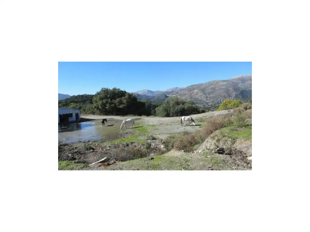 Exterior view of Houses for sale in Alpandeire