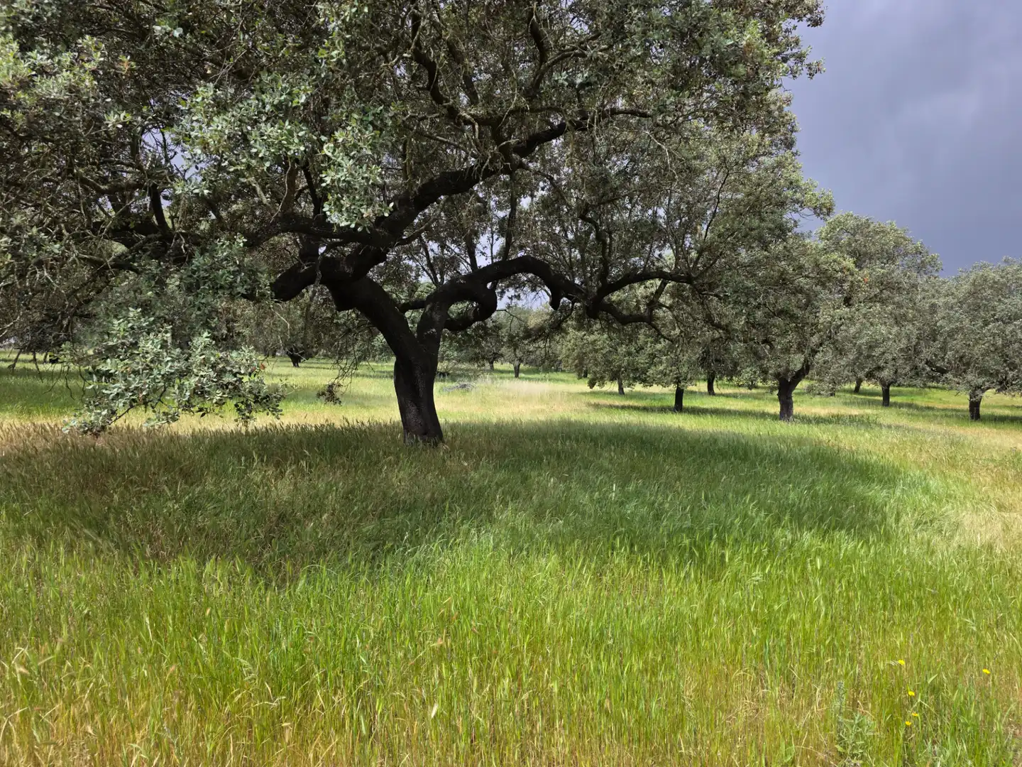 Terreni e lotti in vendita a Olivenza, imagen 2