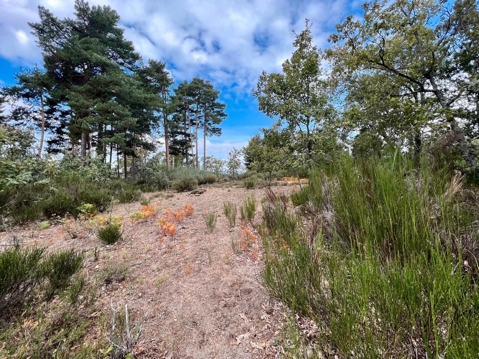 Land for sale in Piornal