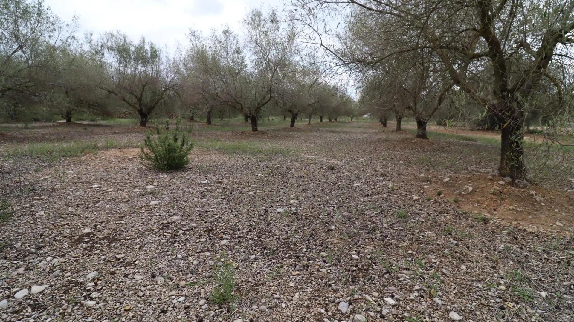 Terreny rústic en venda a Ulldecona, imagen 2
