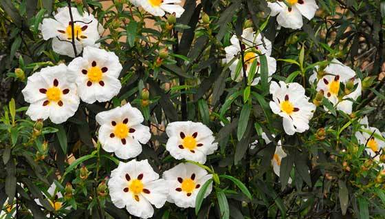 Terreno en Venta en Alcántara