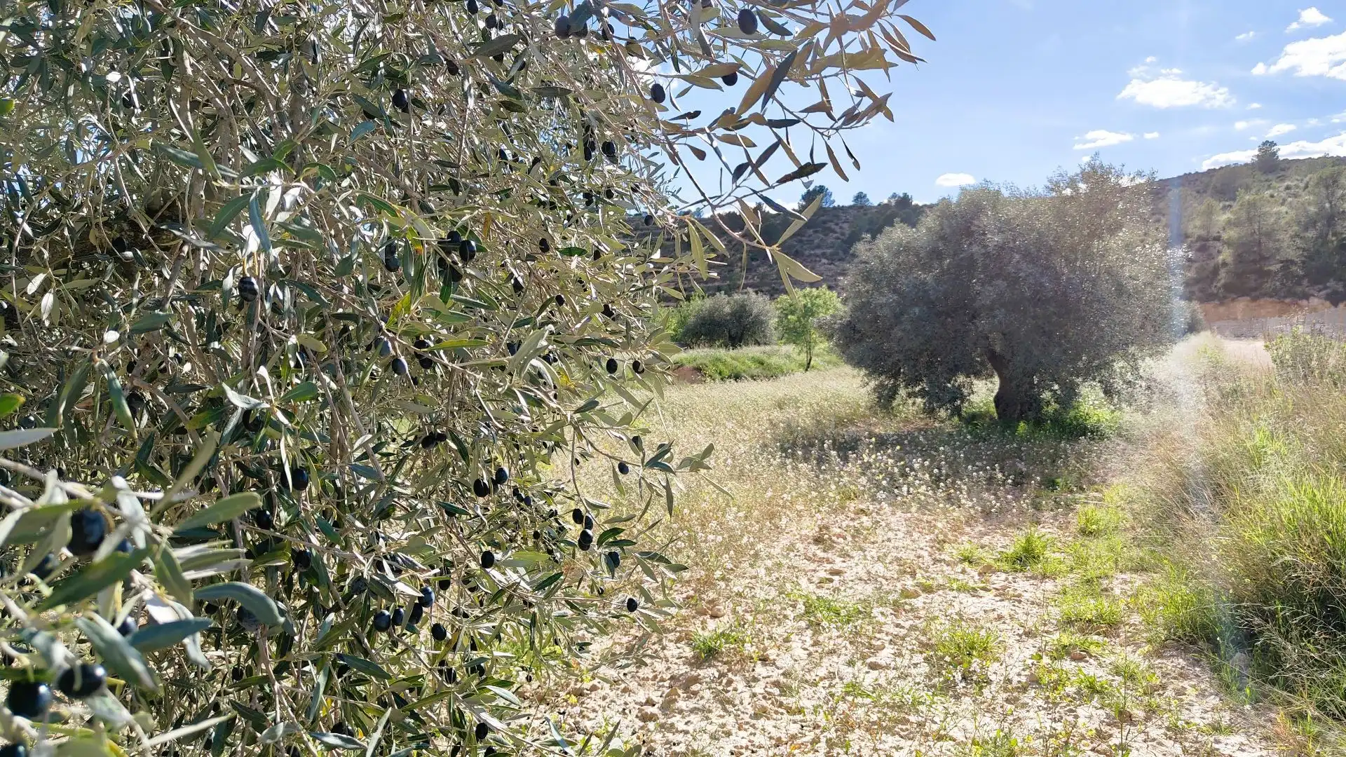 Grundstücke zum Verkauf in Jumilla