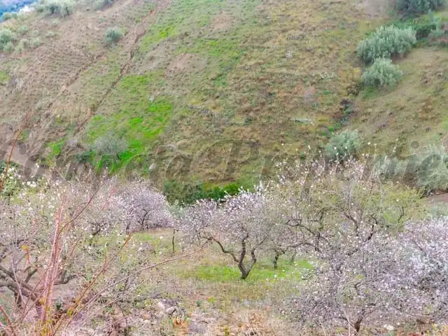 Terreni e lotti in vendita a Árchez, imagen 6
