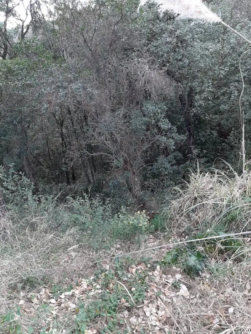 Terreny residencial en venda a Riells i Viabrea, imagen 3