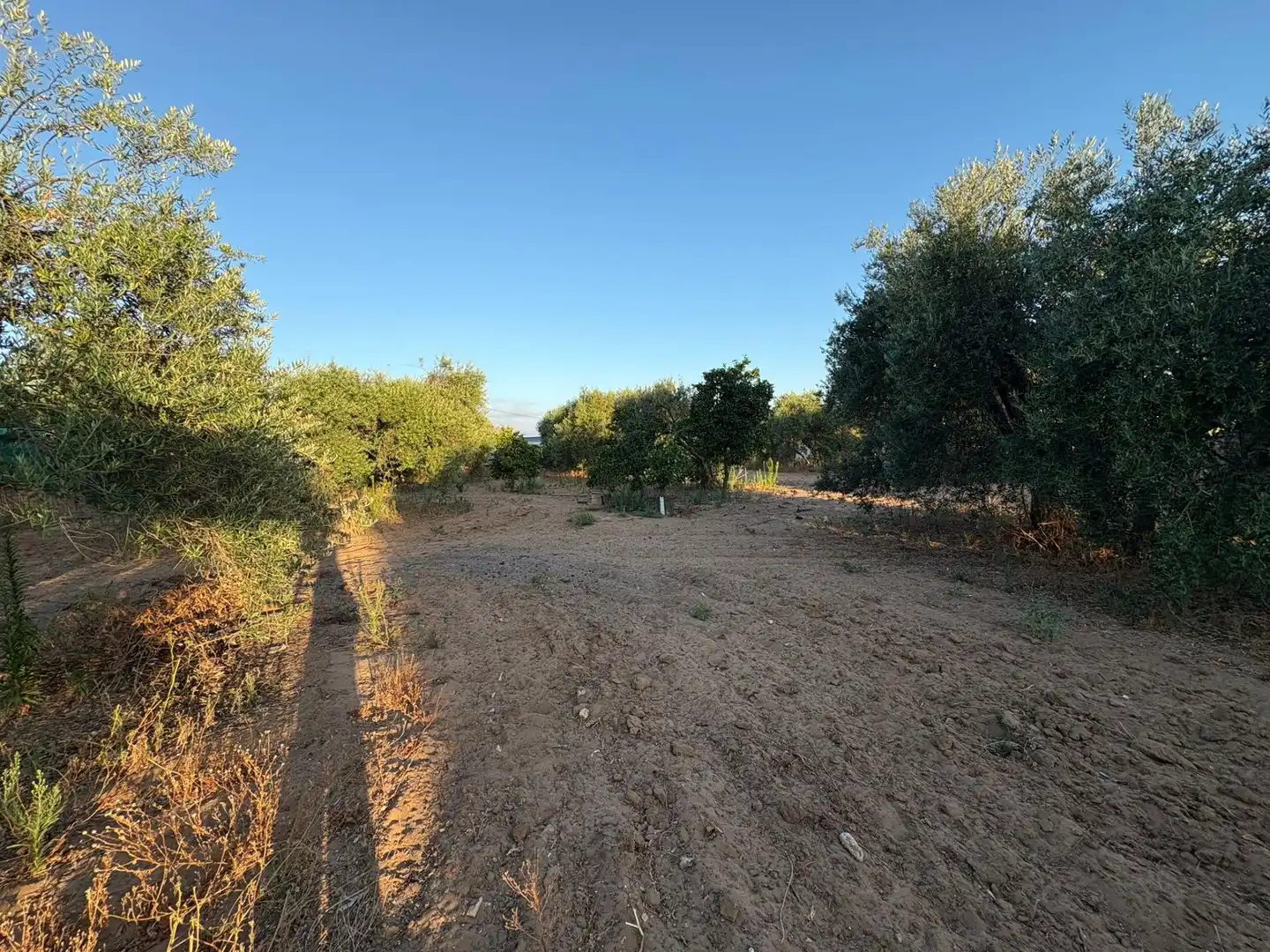 Rural land for sale in Polígono 42 Paraje 376 MATA ALCOZARINA, imagen 3