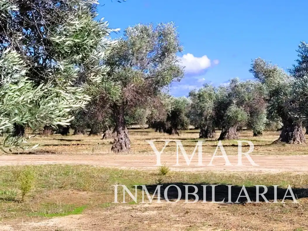 Land for sale in Santo Domingo-Caudilla