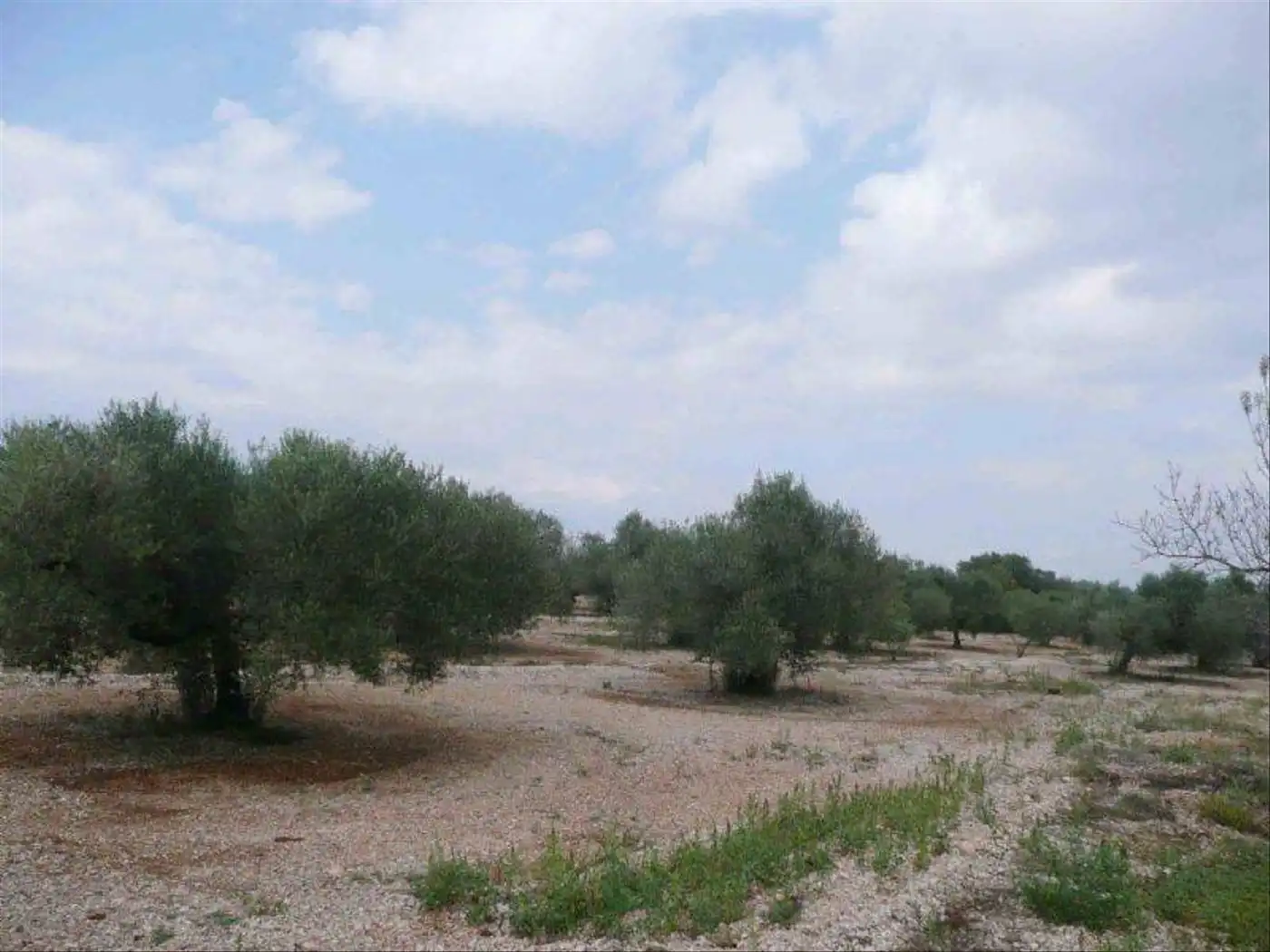 Wohnbaugrundstück zum Verkauf in Camí Miliana 8, imagen 4