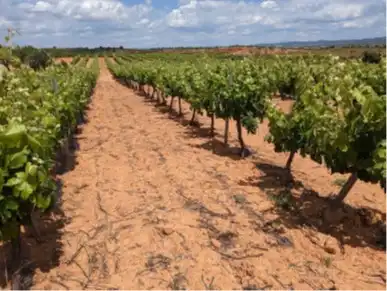 Terrain rustique à vendre à Requena, imagen 8