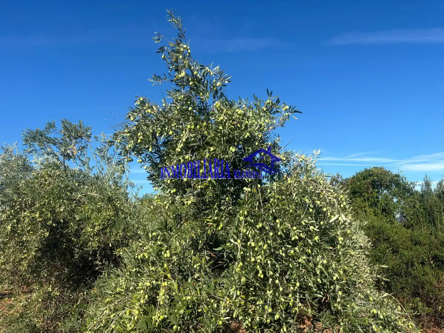 Finca rústica en venta en Lucena