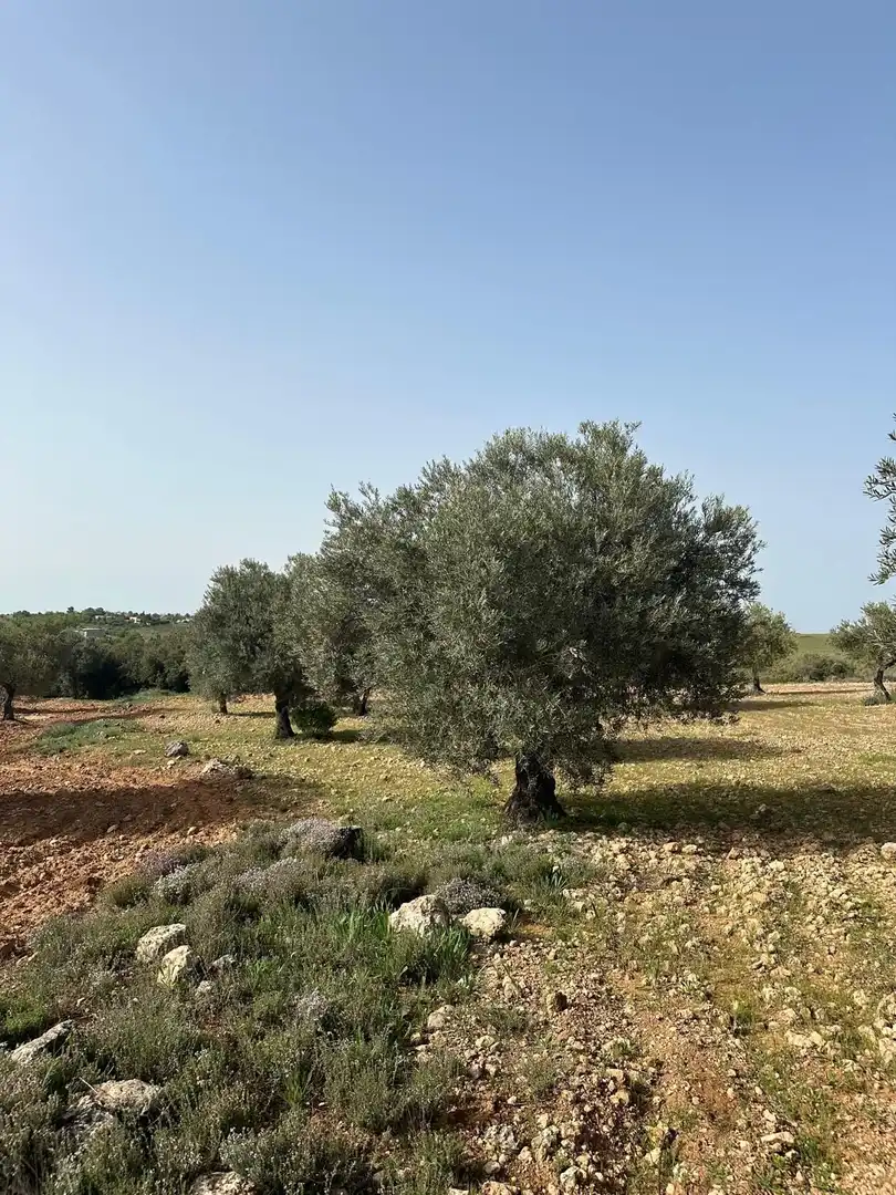 Terreno en venta en Morata de Tajuña