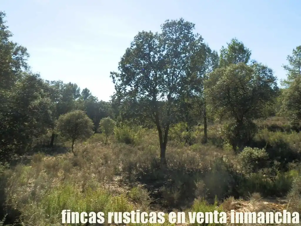 Land for sale in Valdeolivas