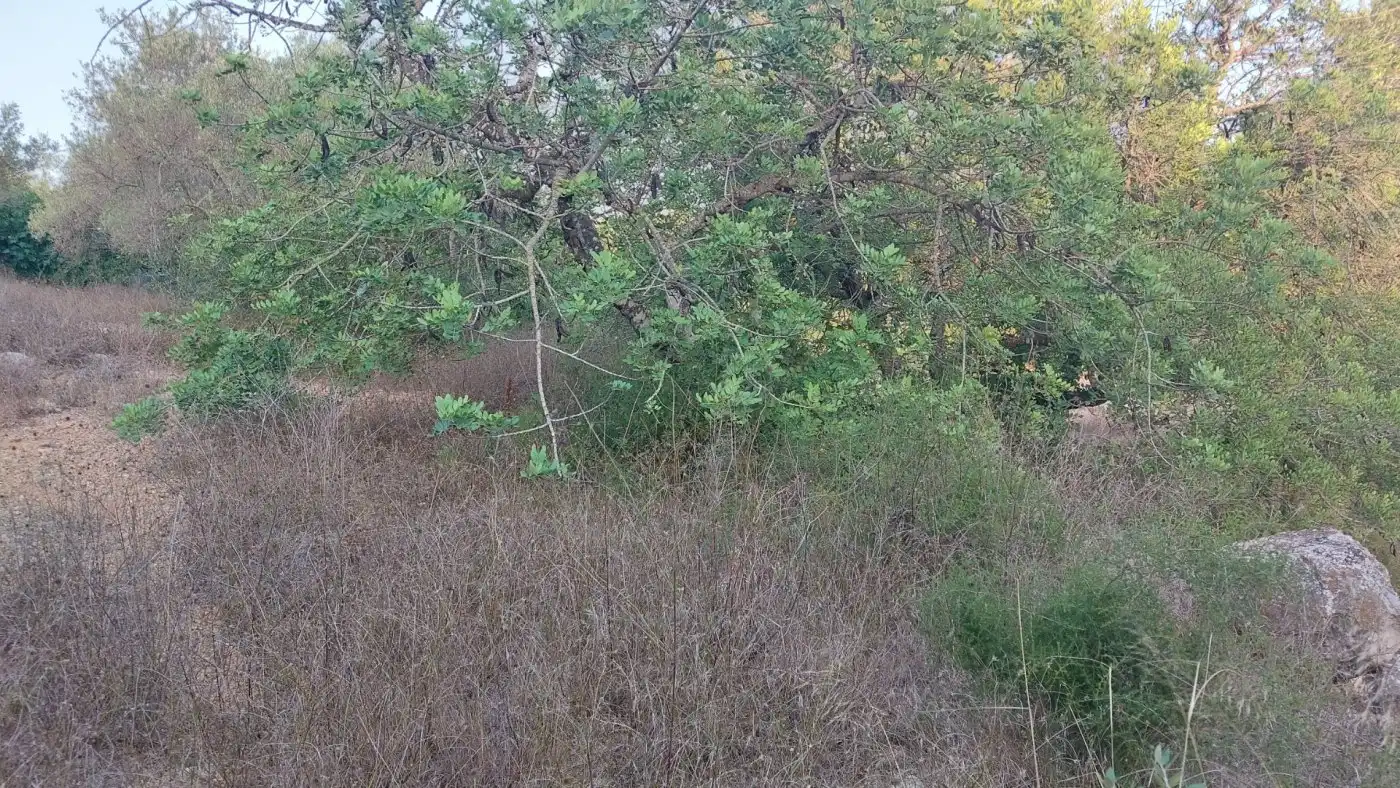 Terreno rustico in vendita a El Perelló, imagen 19