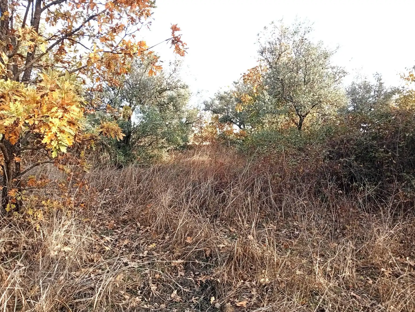 Terreni e lotti in vendita a Viandar de la Vera, imagen 38