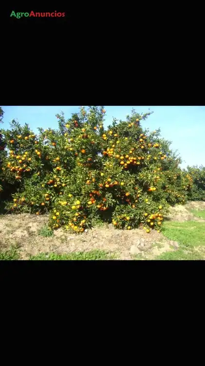 Jardín de Terreno en venta en La Algaba