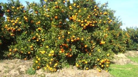 VENTA DE TERRENO RUSTICO AGRICOLA, Bild 2