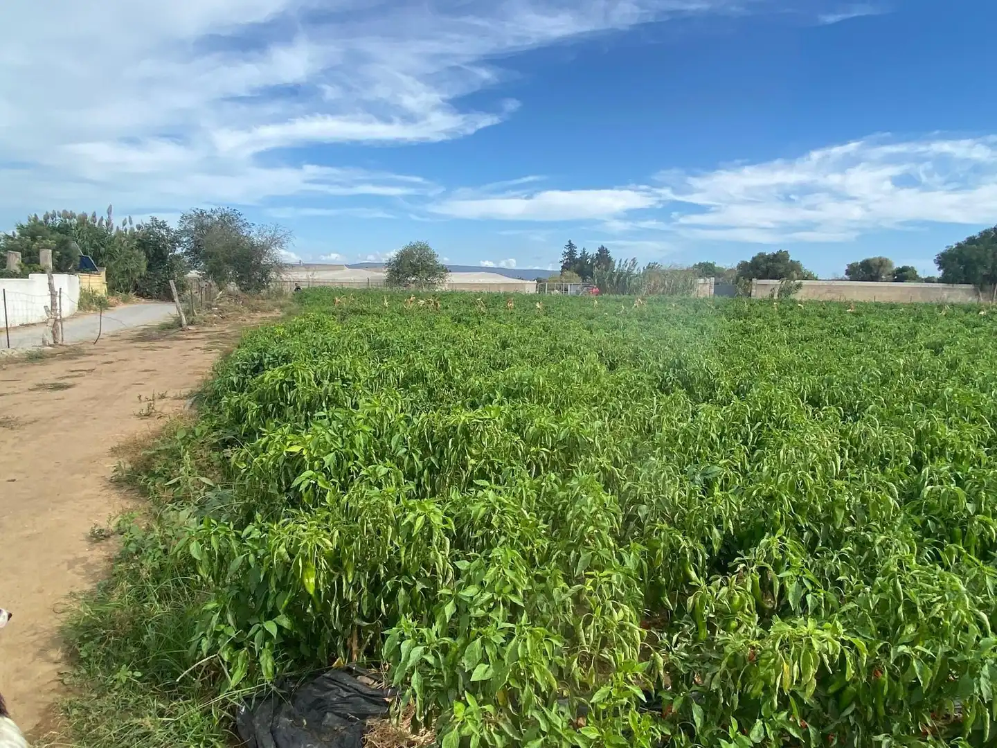 Terreno rustico in vendita a Barbate ciudad, imagen 8