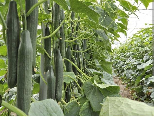 Terreno en Venta en N/A, -1 en Níjar pueblo