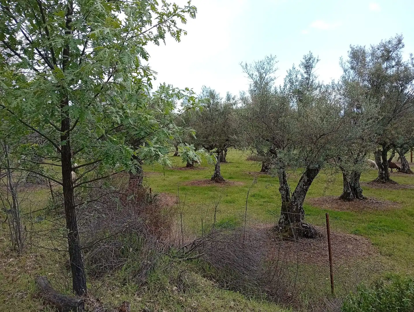 Terreni e lotti in vendita a Villanueva de la Vera, imagen 56