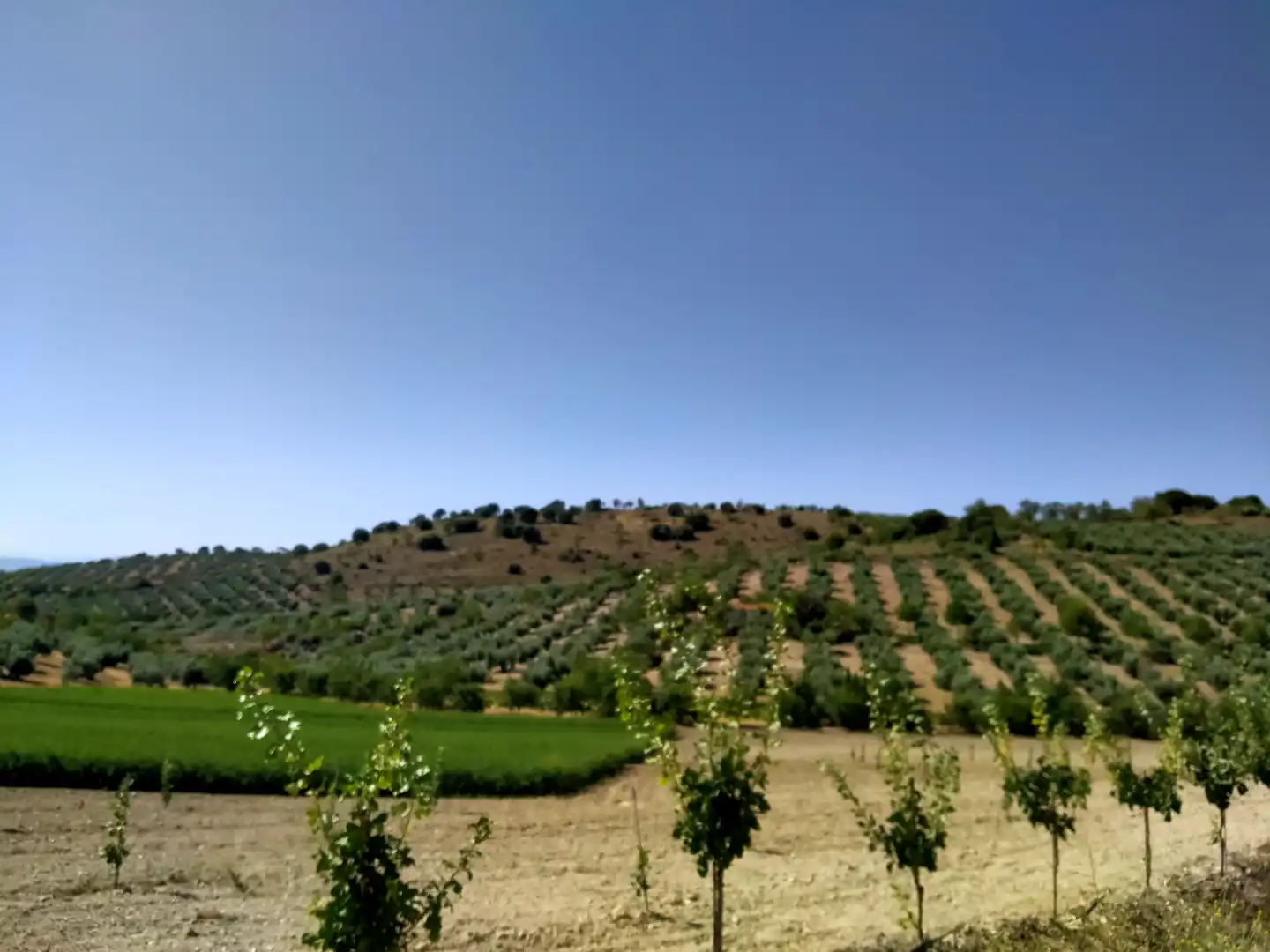 Rural land for sale in Calle Medina del Campo, imagen 23
