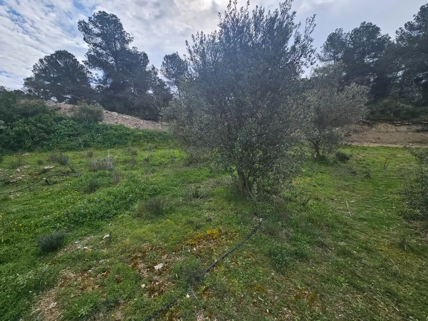 Rural land for sale in Cervià de Les Garrigues, imagen 13