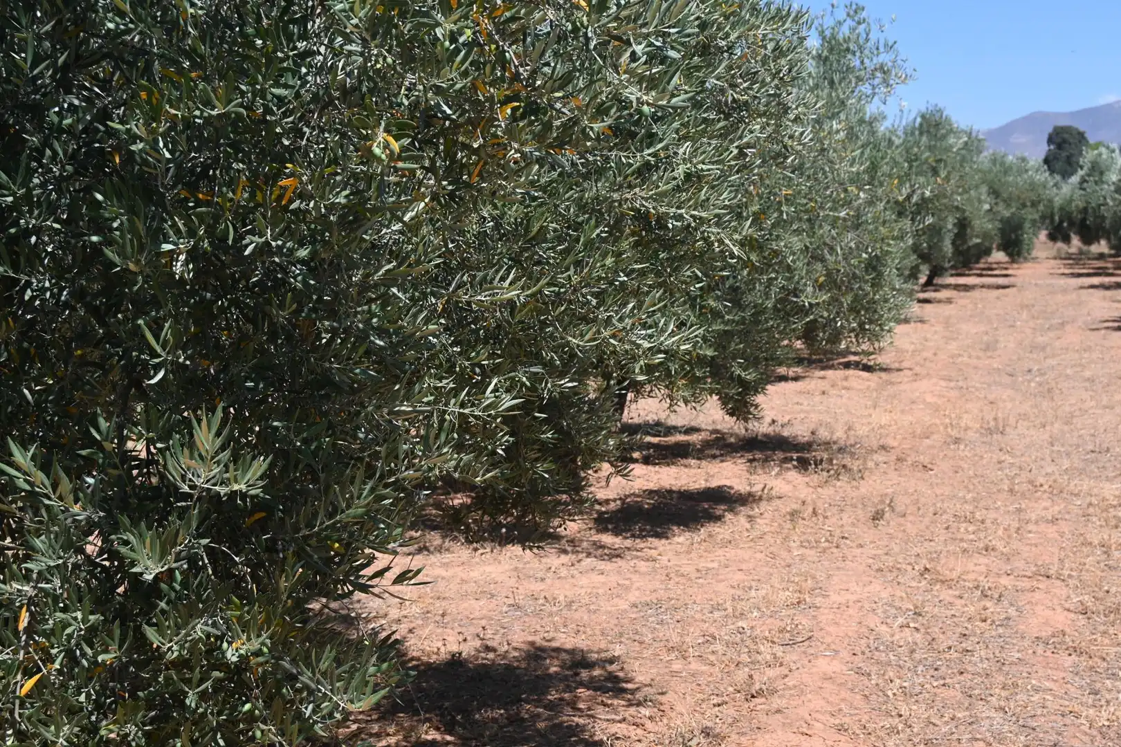 Terreni e lotti in vendita a Albolote, imagen 10