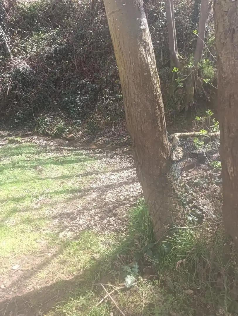 Jardí de Terreny en venda en Tineo