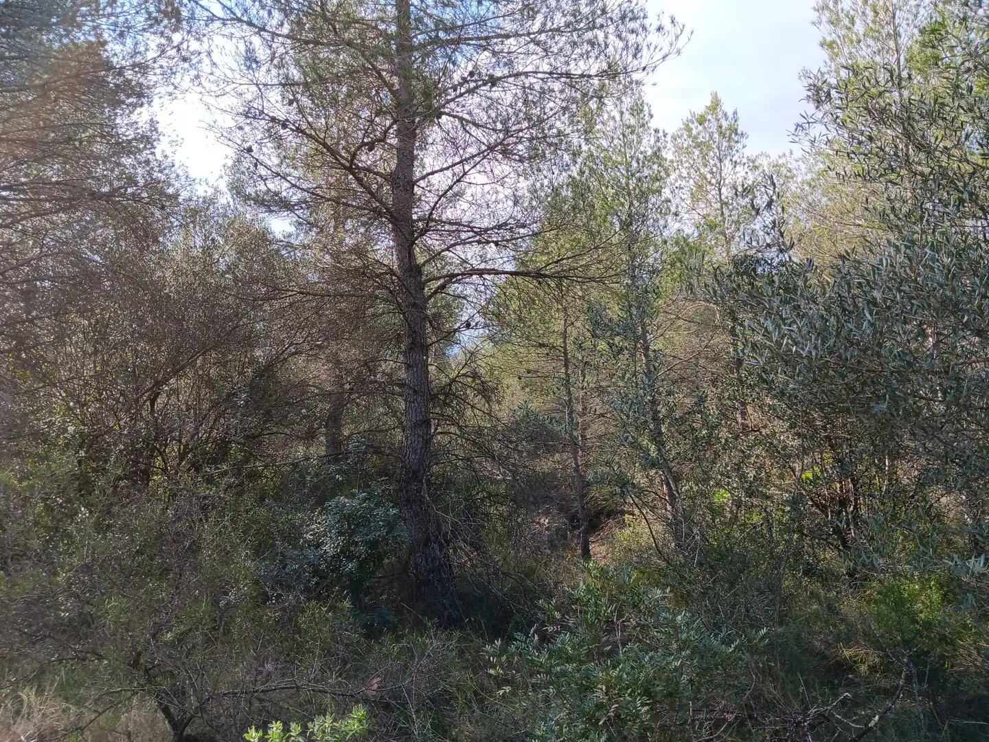 Lands and plots for sale in Ginestar, imagen 13