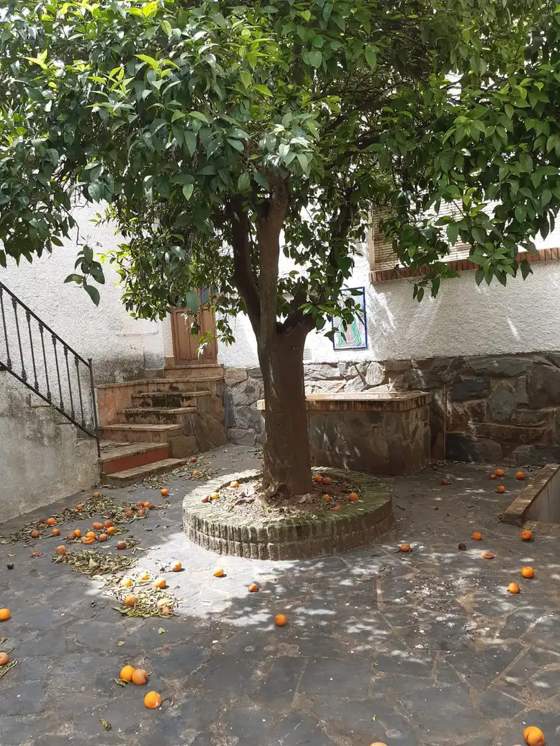 Buildings for sale in Constantina