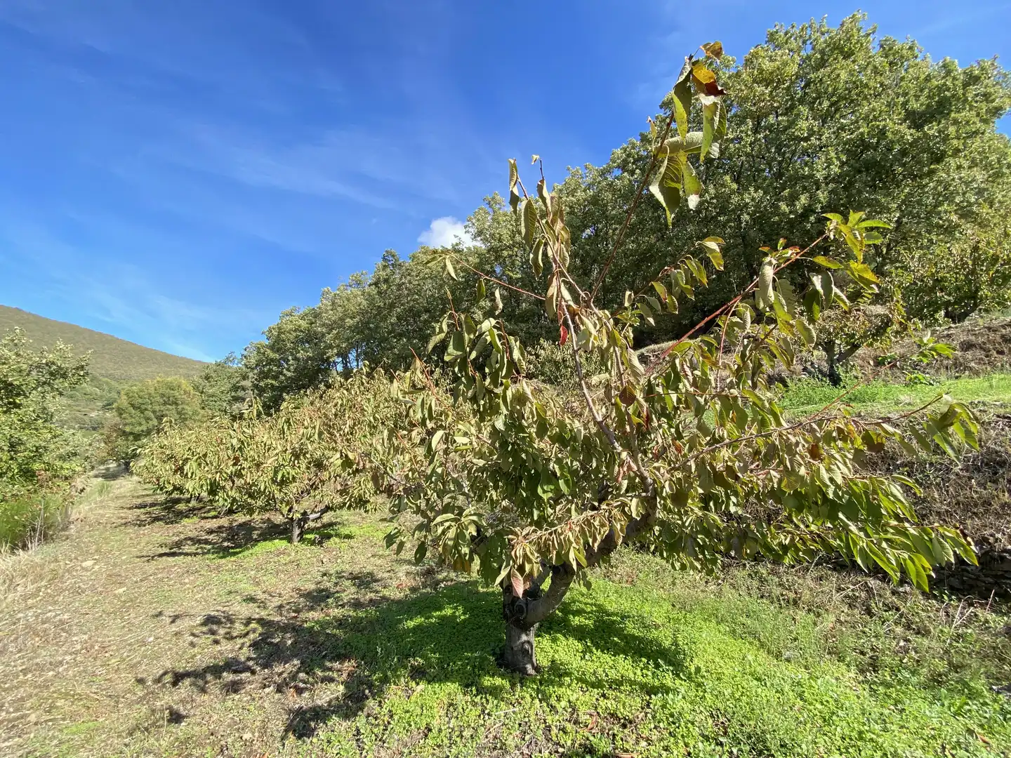Terreni e lotti in vendita a Barrado, imagen 4