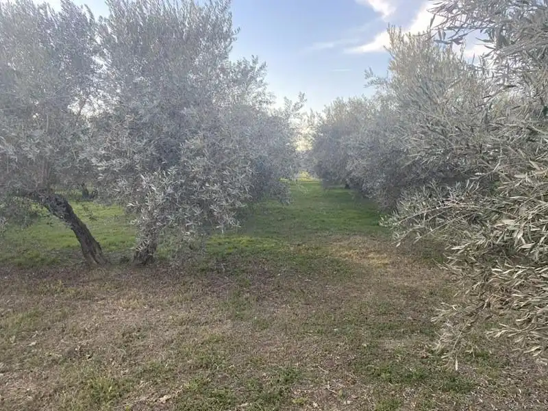 Finca rústica en venda en Vegas del Genil