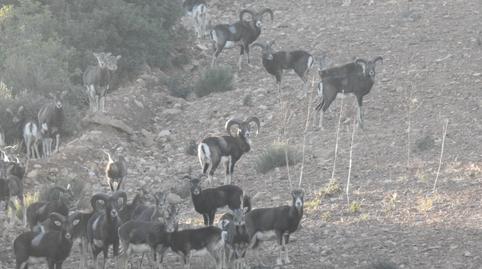 Foto 4 de Finca rústica en venta en Piedrabuena, Ciudad Real