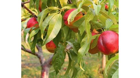 FINCA RUSTICA EN VENTA, immagine 2