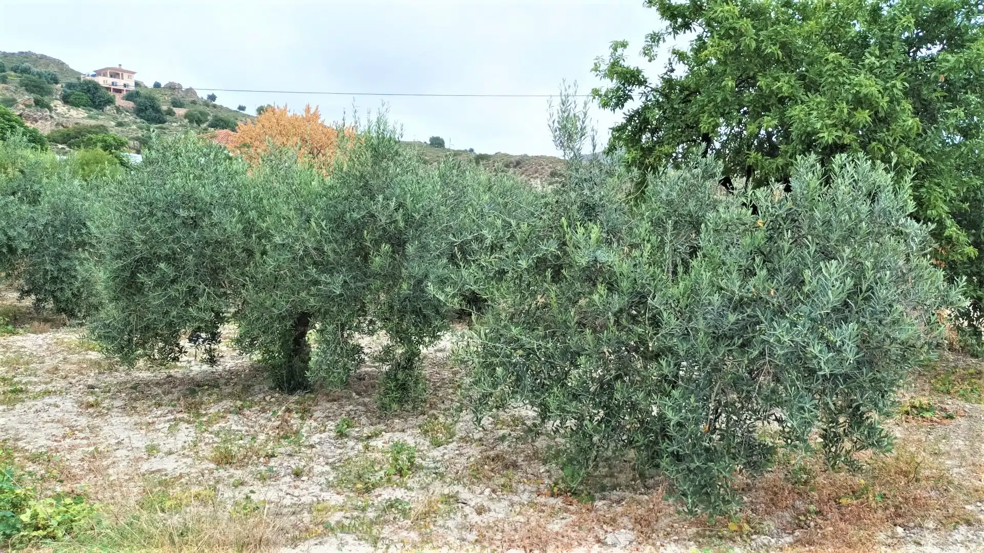 Maison à vendre à Calle la Mela, imagen 12
