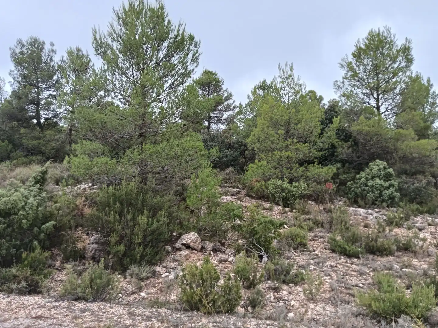 Houses for sale in Alcadozo, Albacete