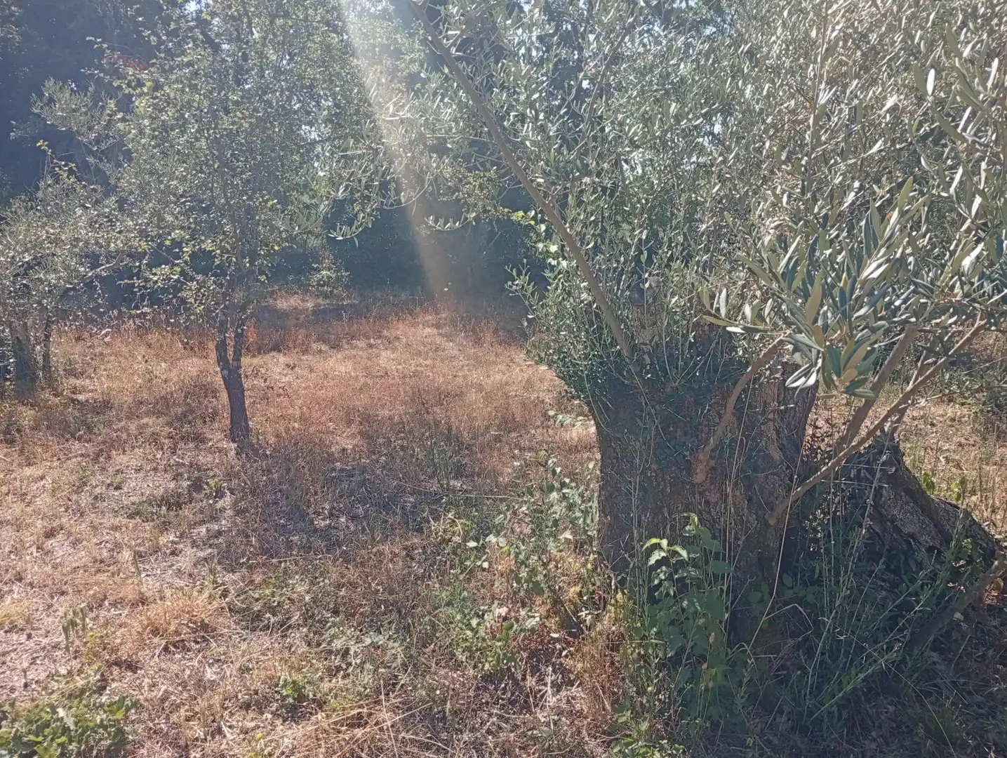 Terreni e lotti in vendita a Villanueva de la Vera, imagen 39