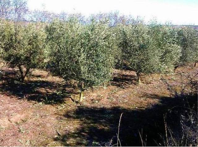 Terreno en Venta en Alberite