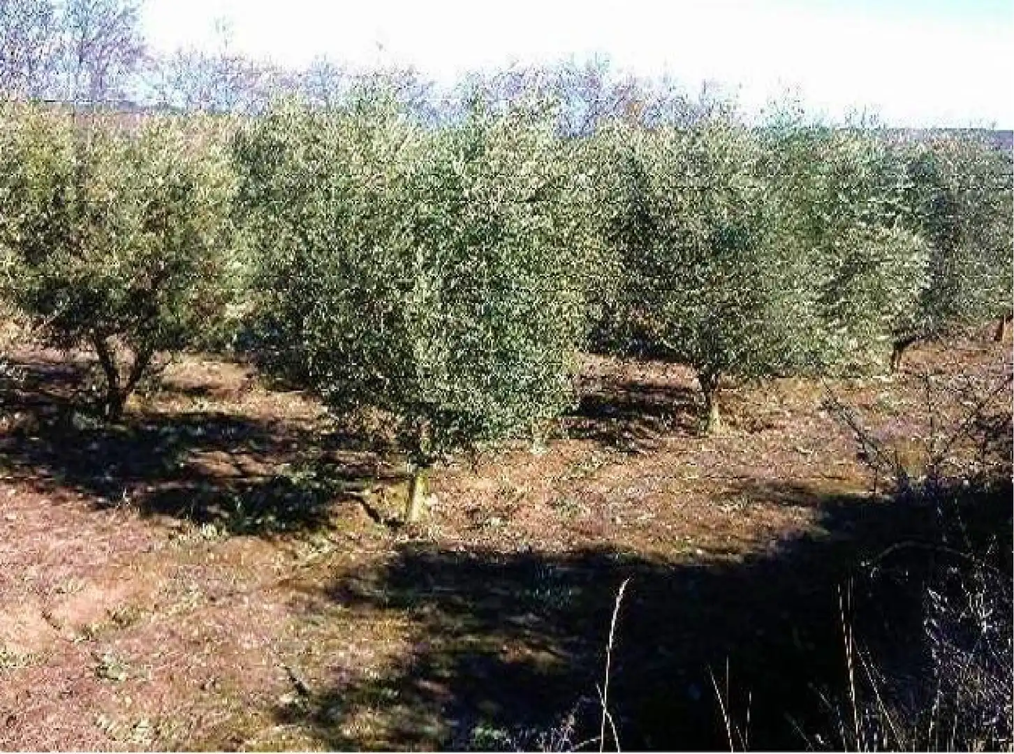 Terrenys i solars en venda a Alberite