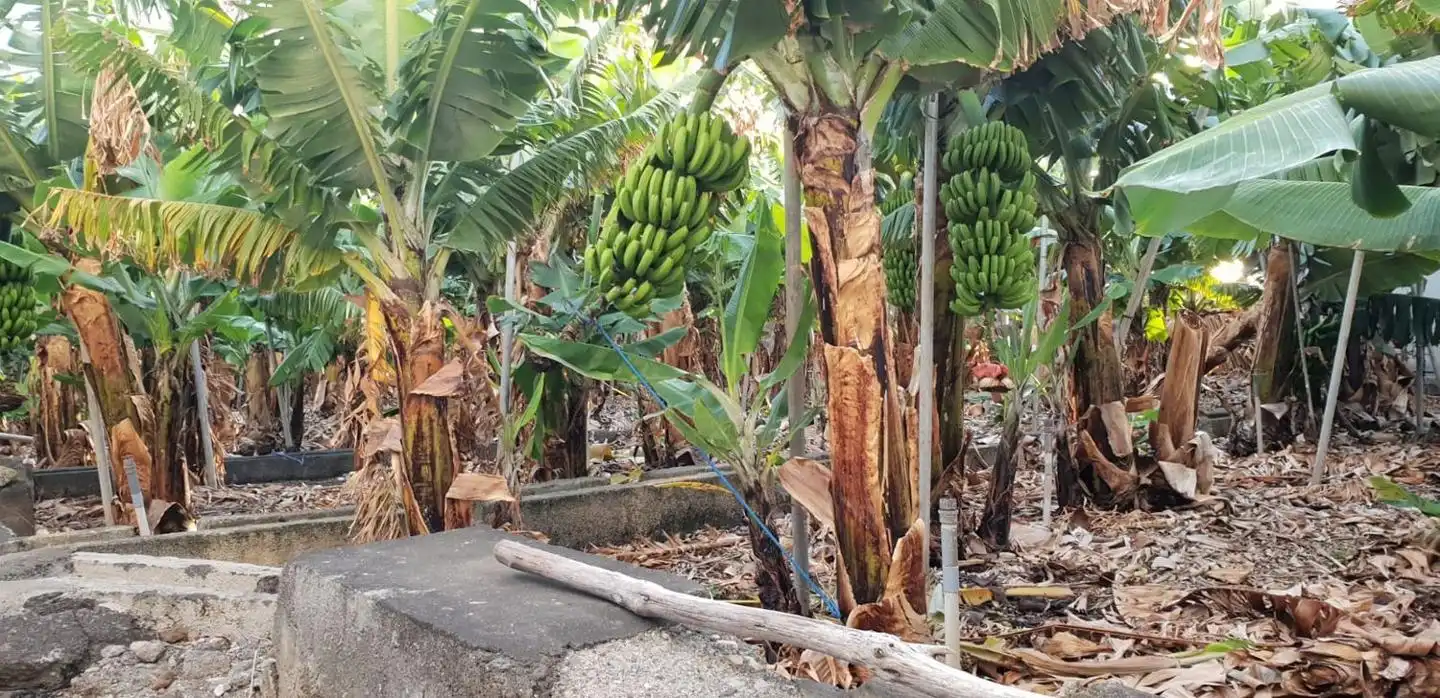 Garden of Residential for sale in Santa Cruz de la Palma