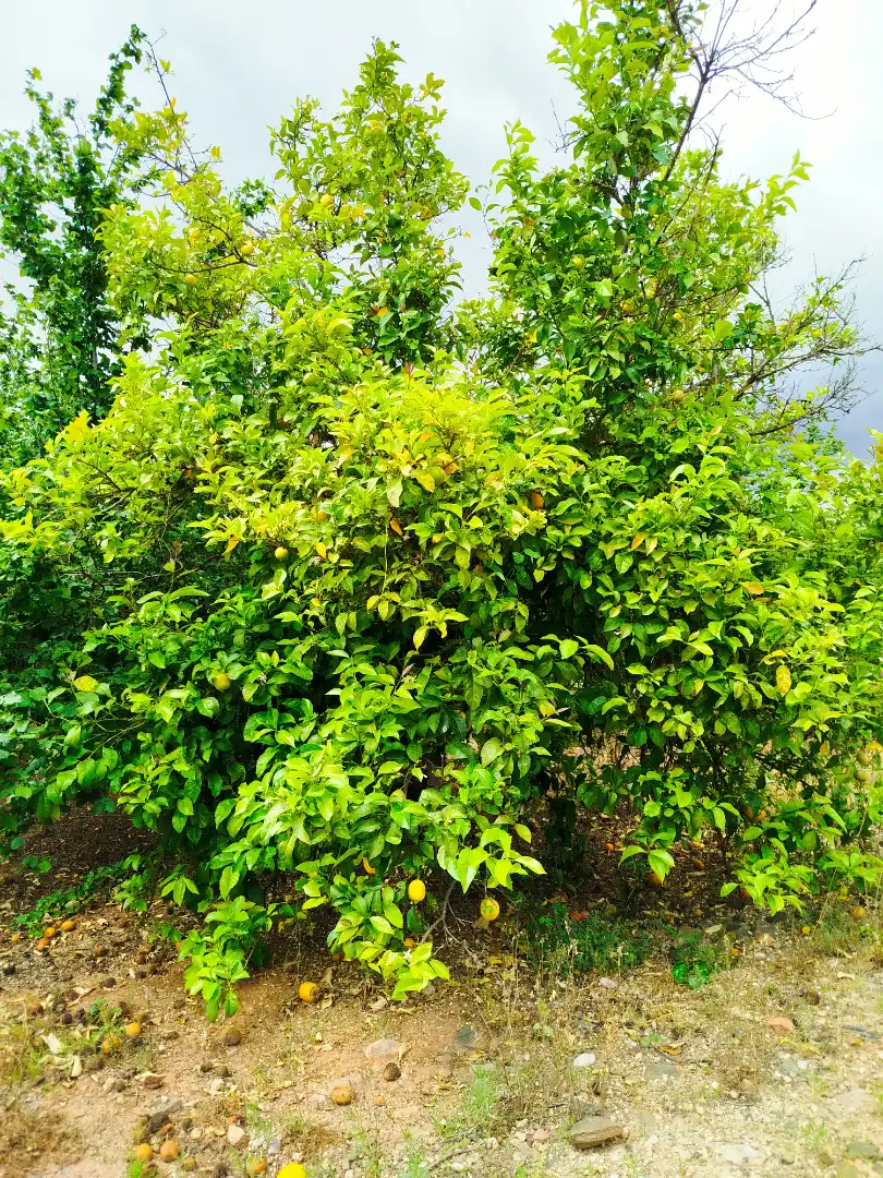 Exterior view of Land for sale in Vilallonga del Camp