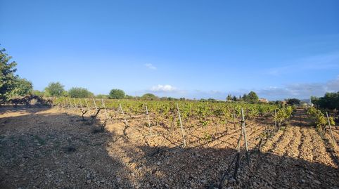 Finca rústica en venta, immagine 5